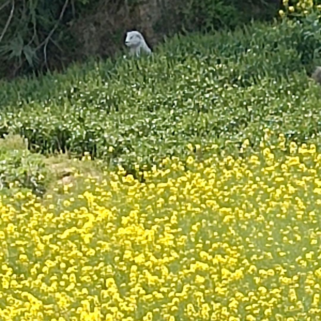 花花—-