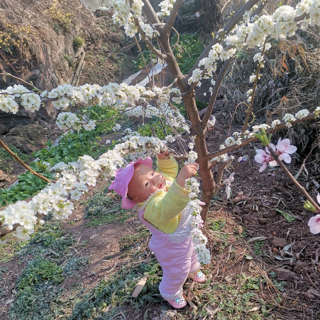🍎平安果🍎