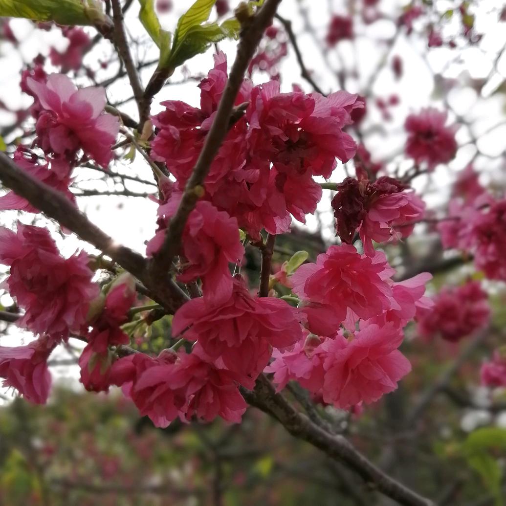 玉