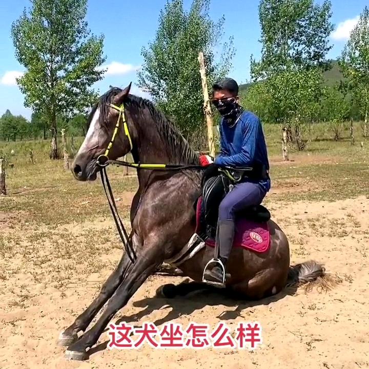 西北鑫鑫（马匹收售）