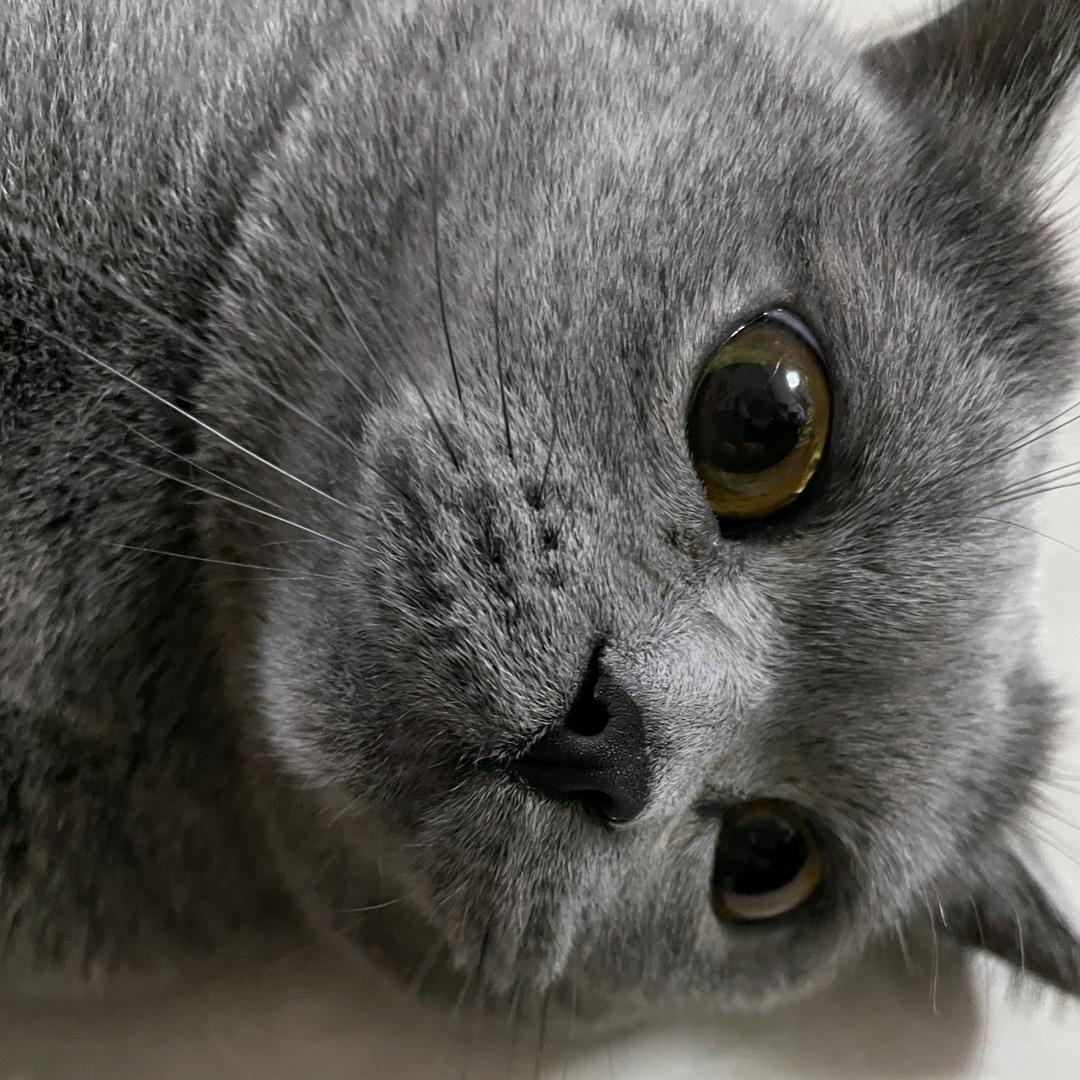 圆子芋
