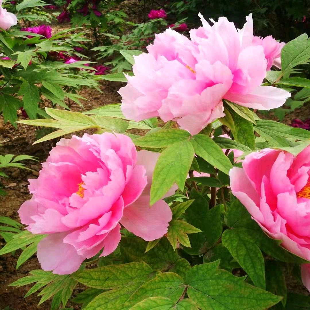 天使2