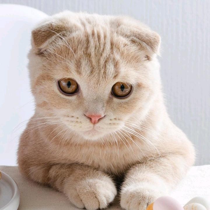 快乐男孩