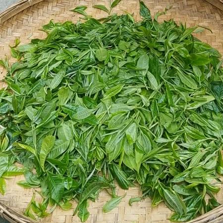 昌宁苍漭茶叶