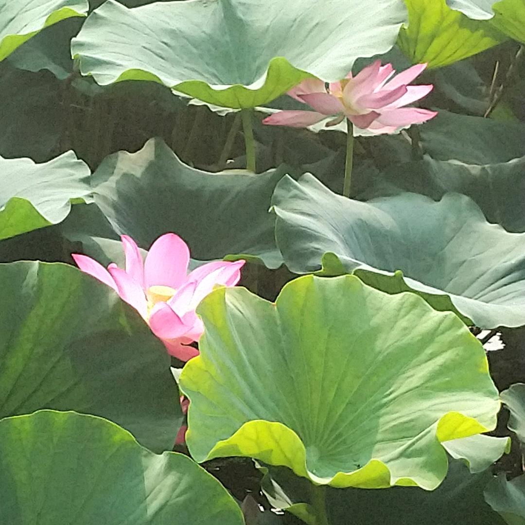 快乐的晴天