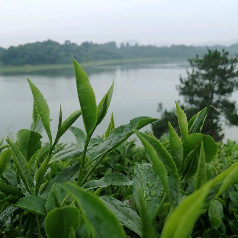 茶渔辉黄