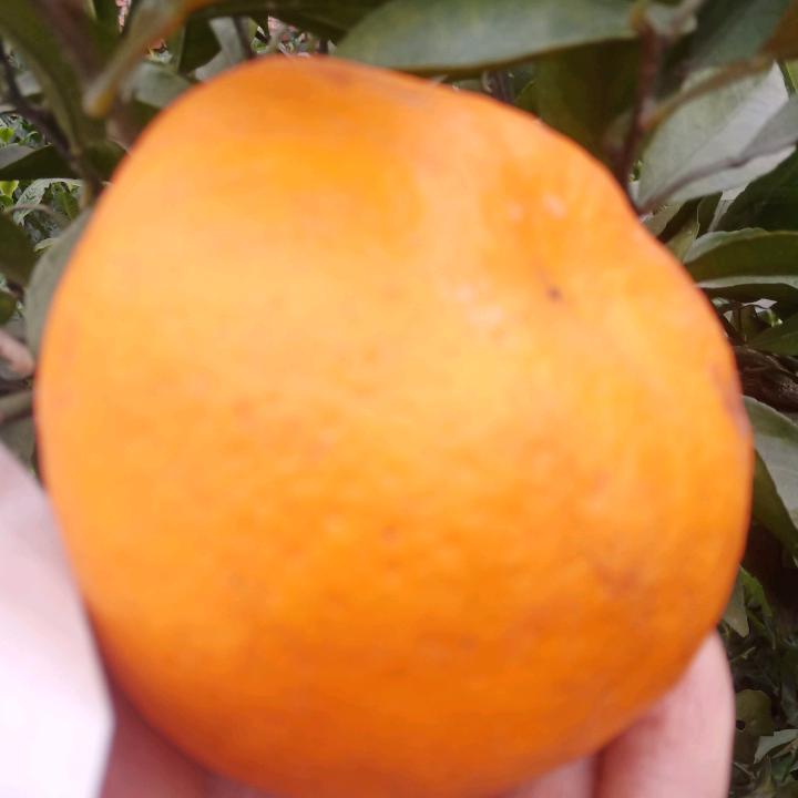 蓉