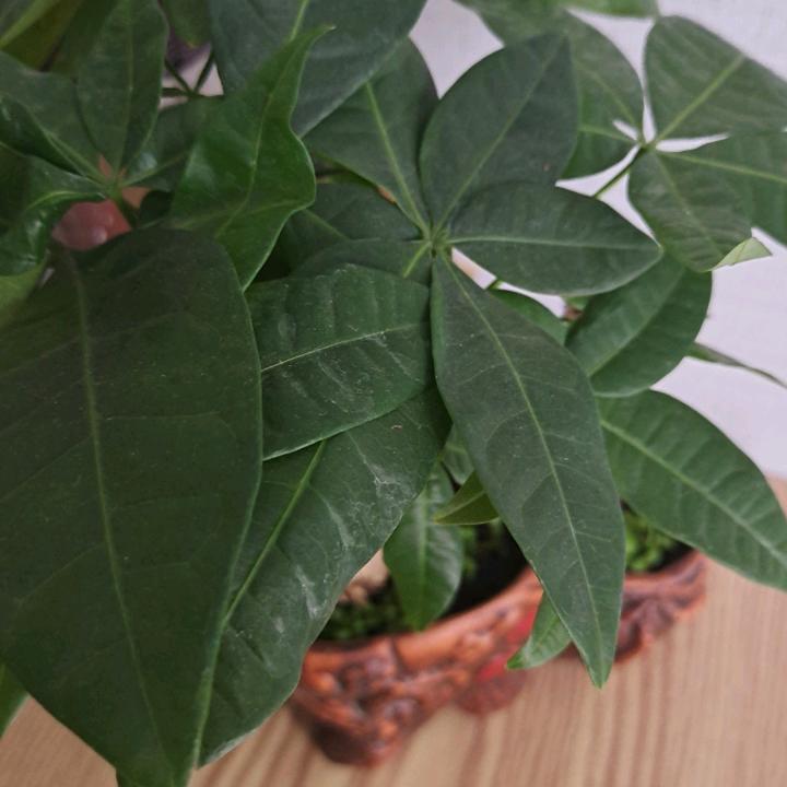 像大海一样