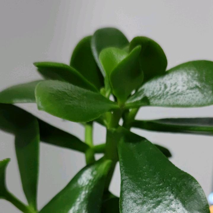 观察者（双我觉醒）