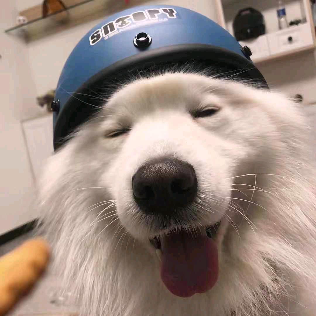 鲨鱼甜辣椒