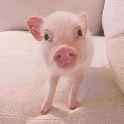 养猪人大强