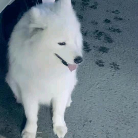 蜡笔小新