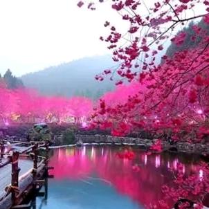 鑫月
