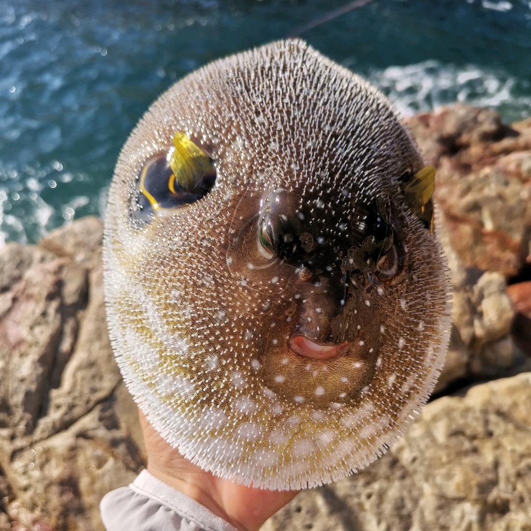 黑波 ～ 速沉