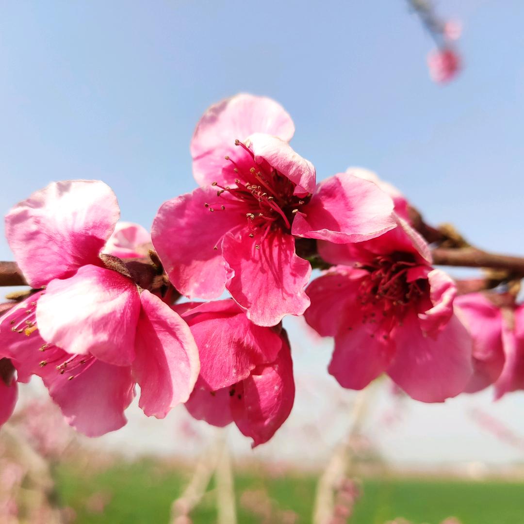 桃花朵朵开