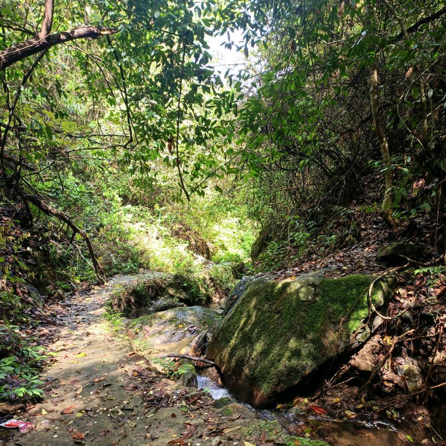 梅花开满山