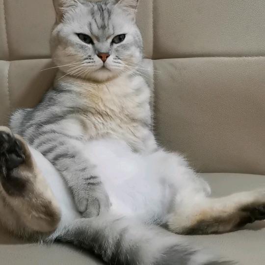 云吸小灰灰