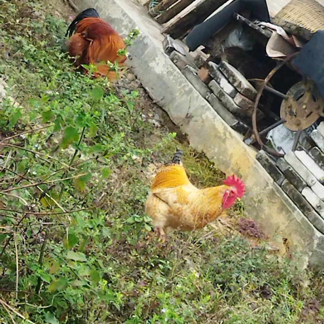 永顺辉