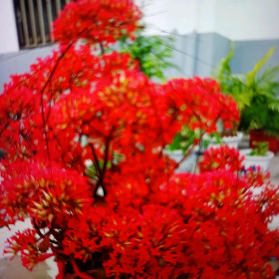 惠珍