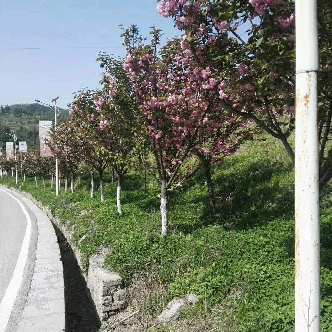 梦想成真