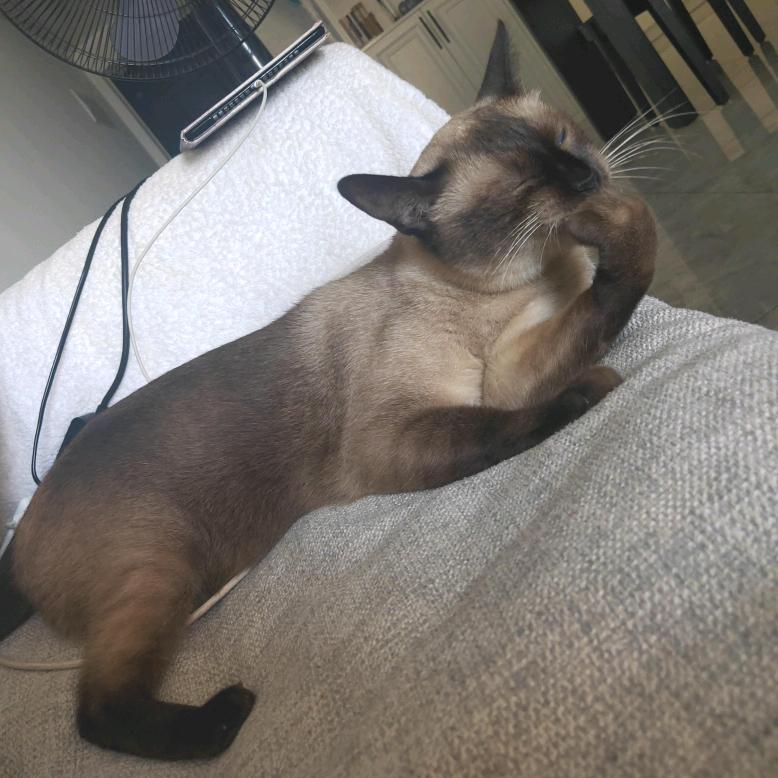 王大头是只猫