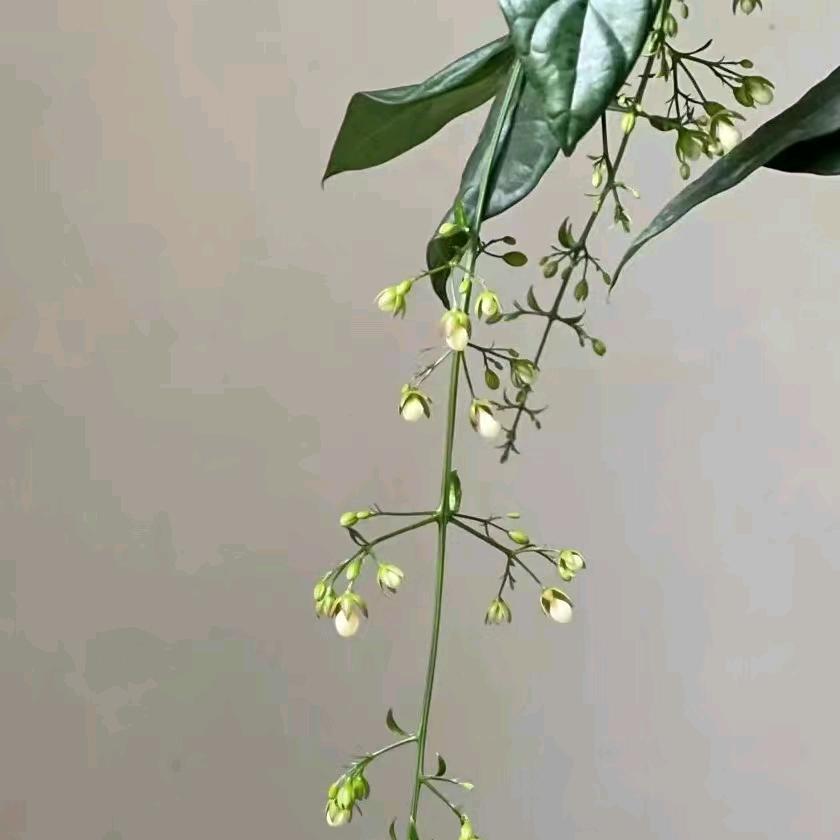喜喜