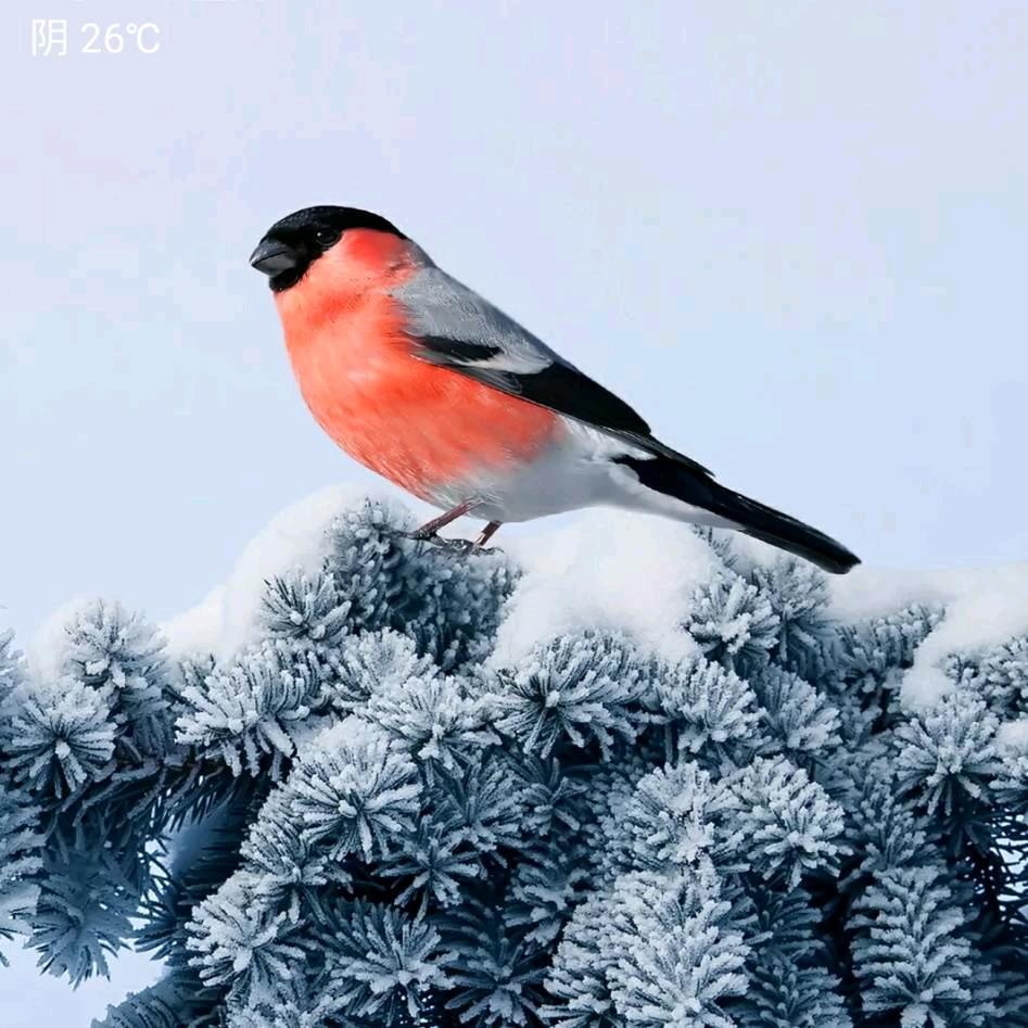 先声