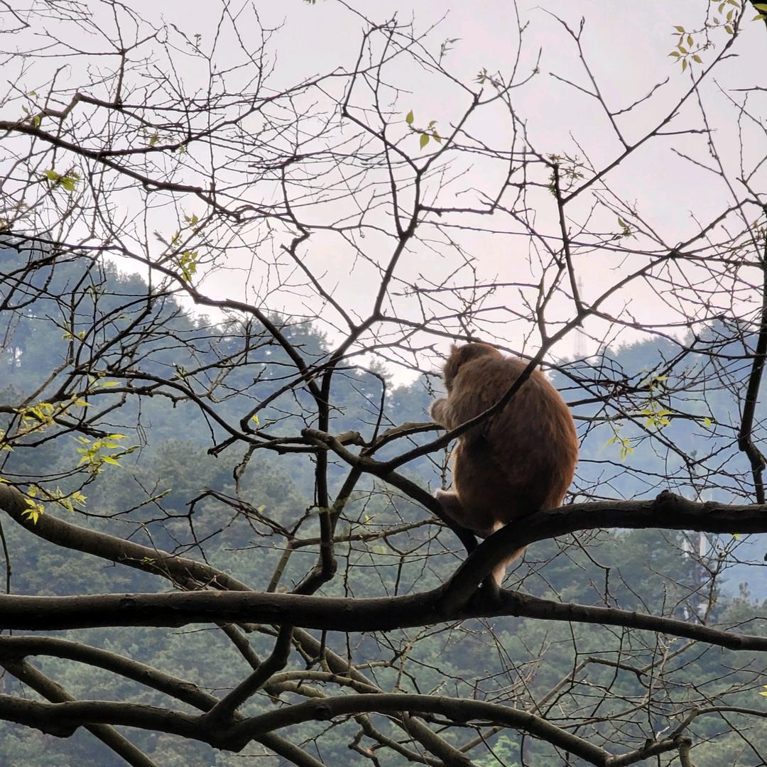果文达Govinda