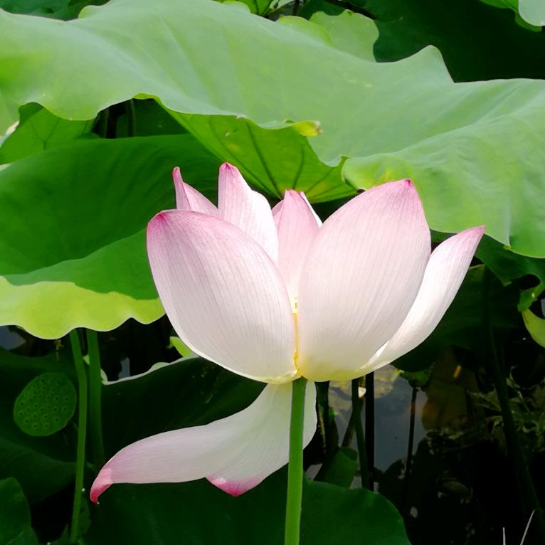 芬芳🍄