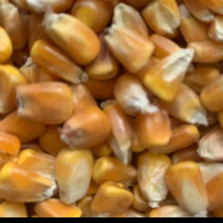 银坊玉米粮点