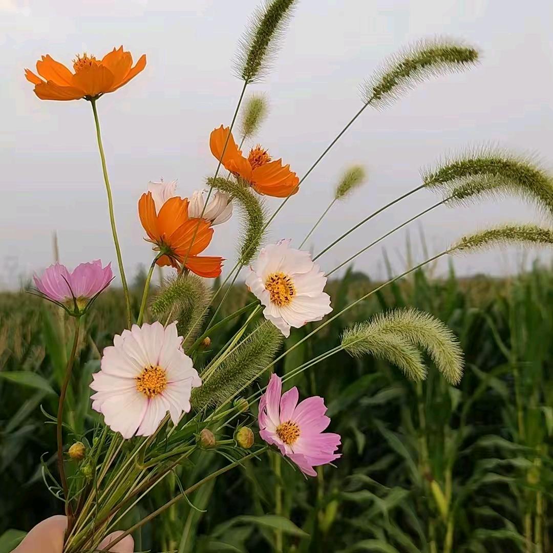 小燕子