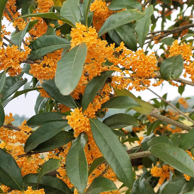 爱吃东北粉皮的马铃薯