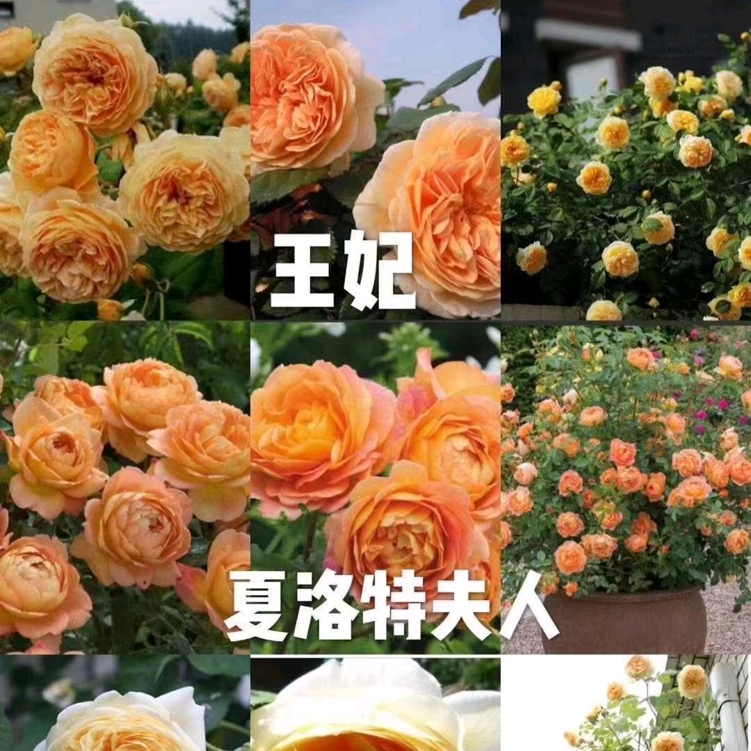 田字格苗木种植园二号