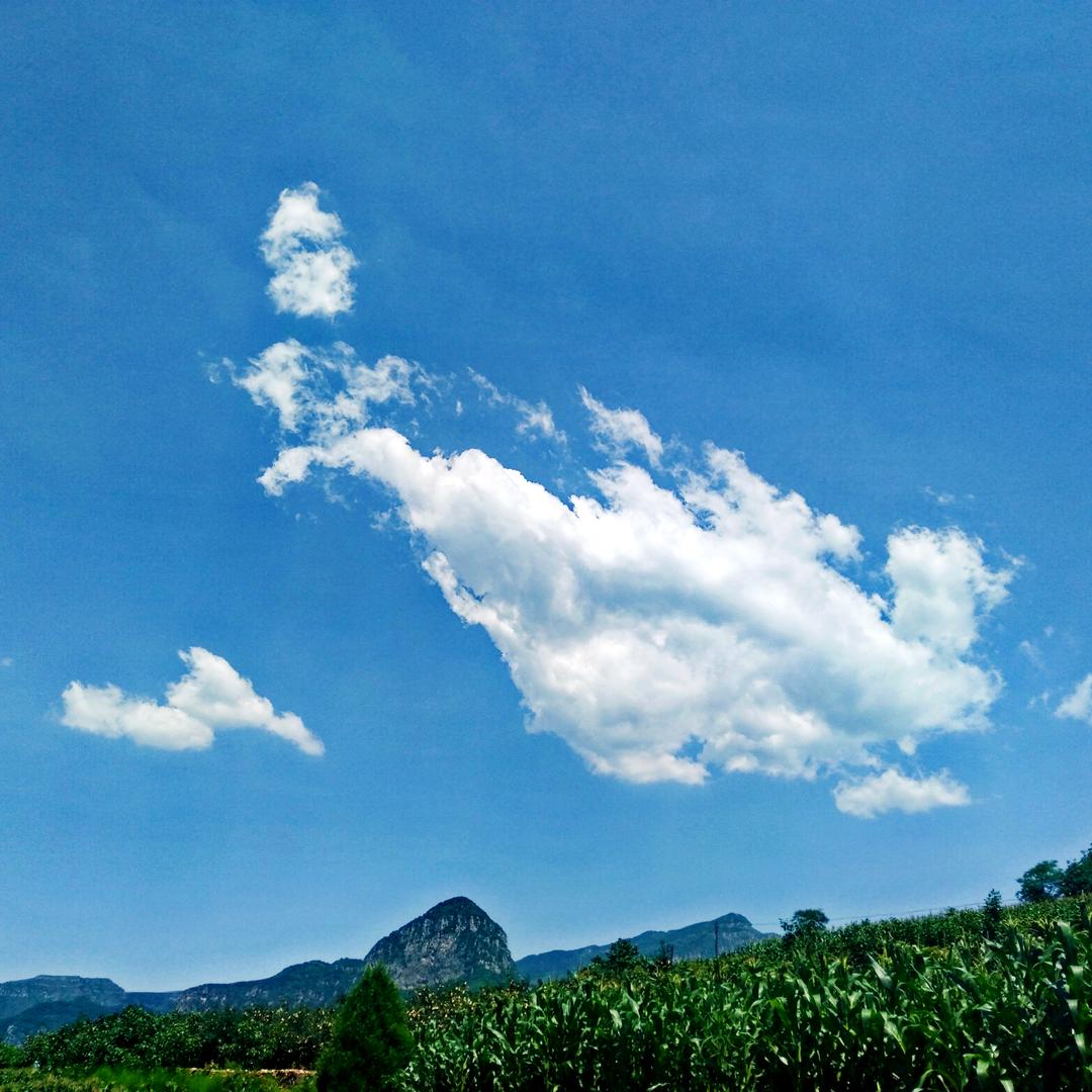常青树