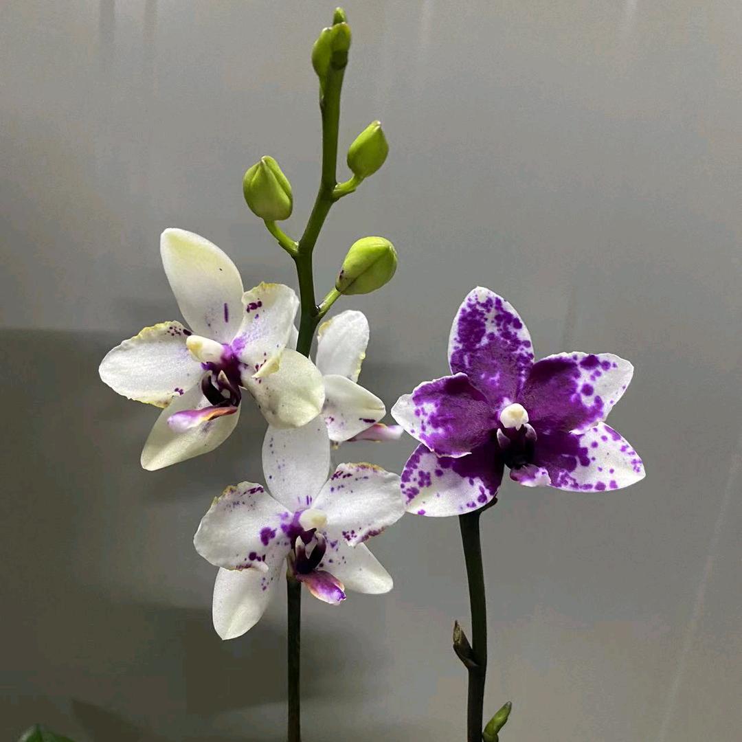 沭阳县艮江花卉