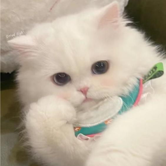 可可猫舍
