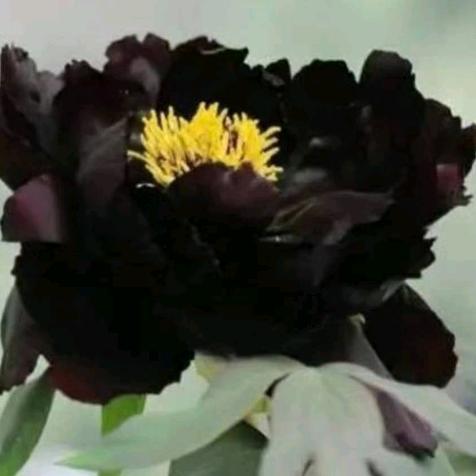 用户4868676717241黑牡丹