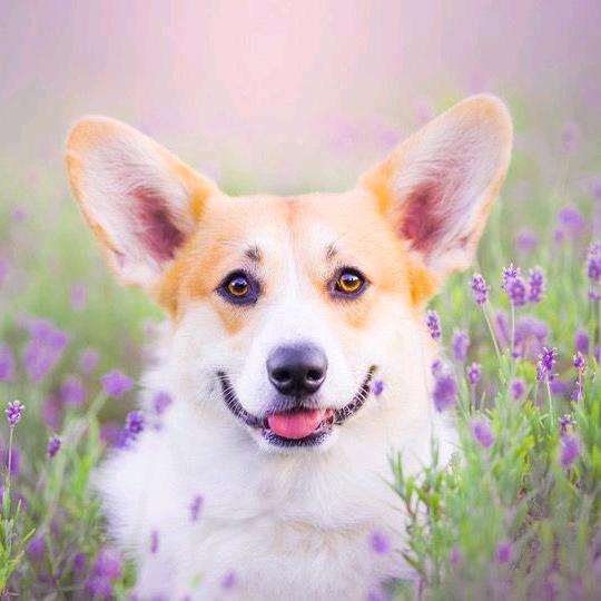 🐶旺财