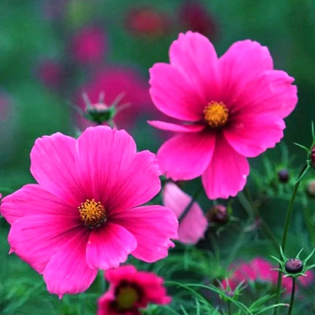 春暖花开
