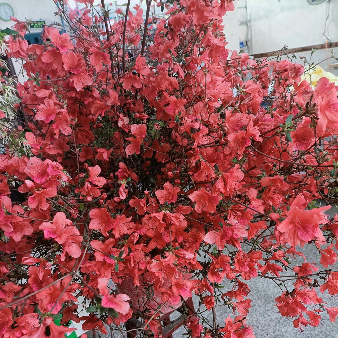 英