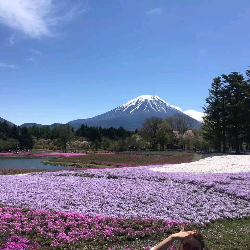 蕾