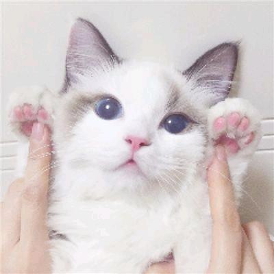 我有一只小乖喵