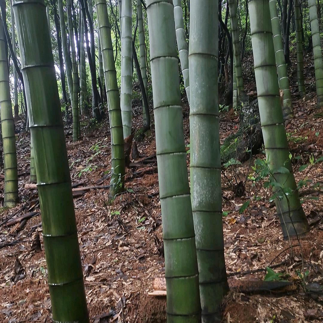 忍