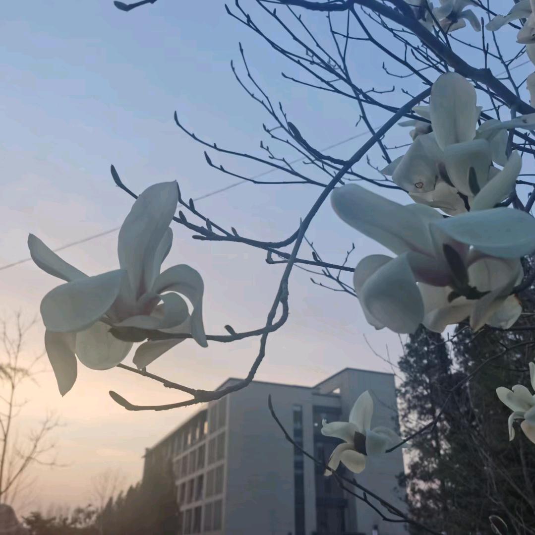 半日仙