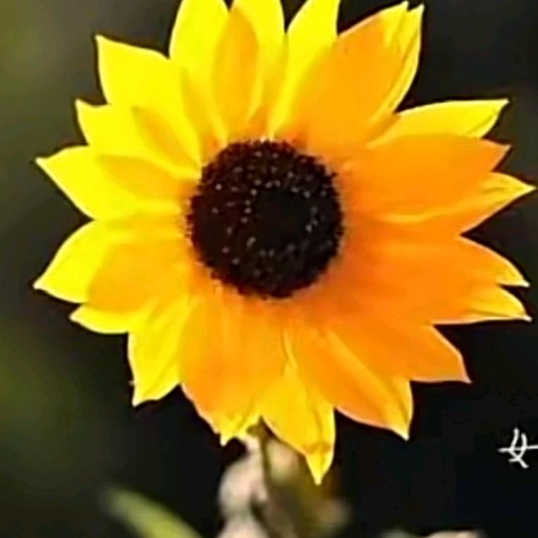 钰芳