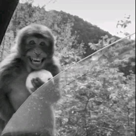 南昌朝阳江滩瑞豹（PARDUS）