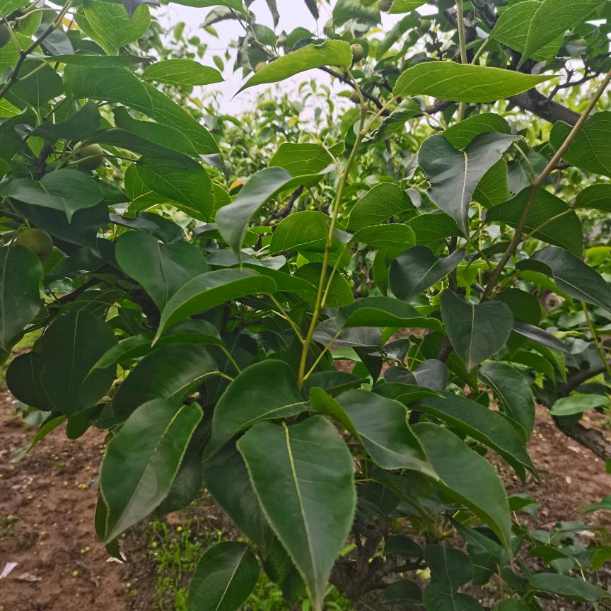 洈水沙梨