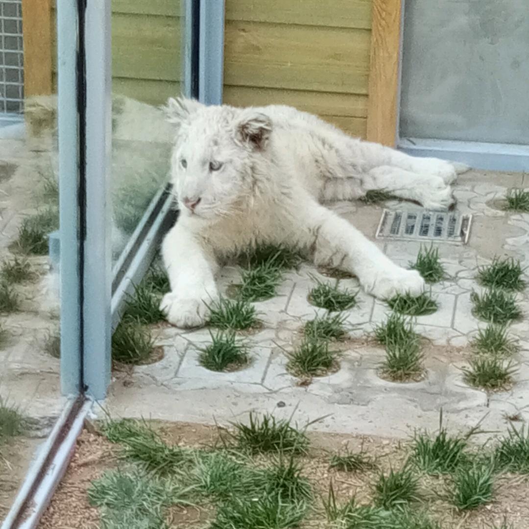 菩提墅中的浪漫