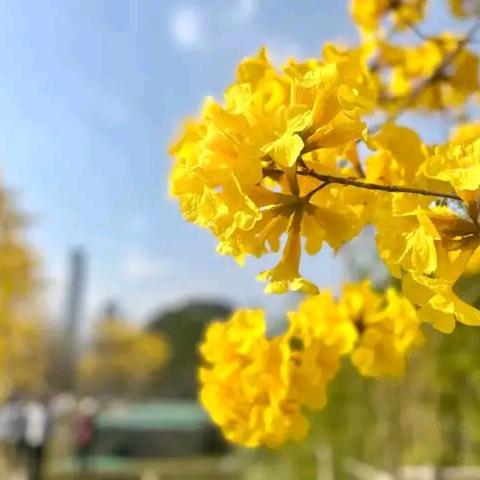 云淡风轻