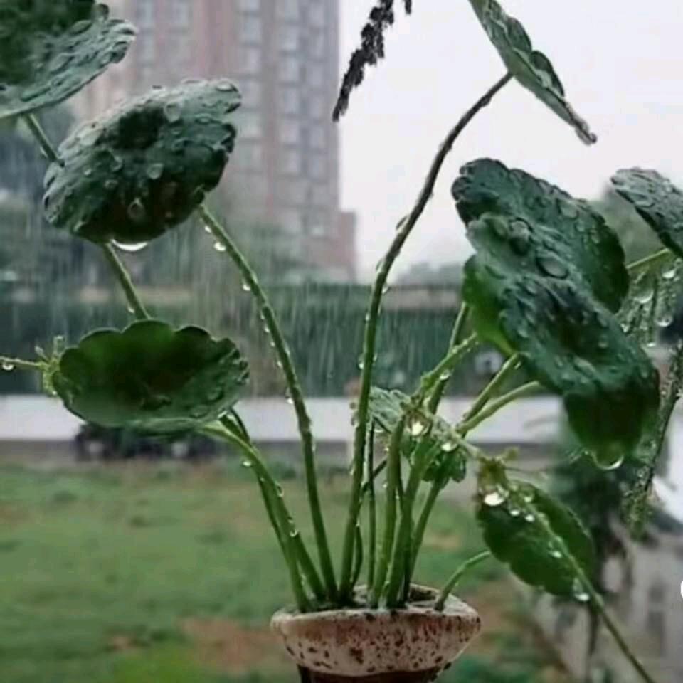 吉祥如意ʕ ᵔᴥᵔ ʔ